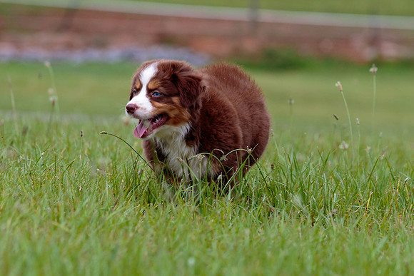 Puppies-7872