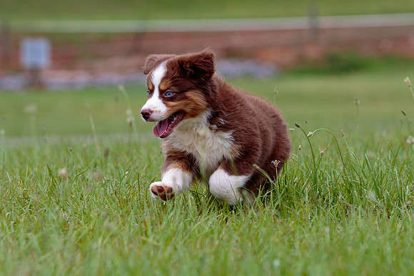 Puppies-7873