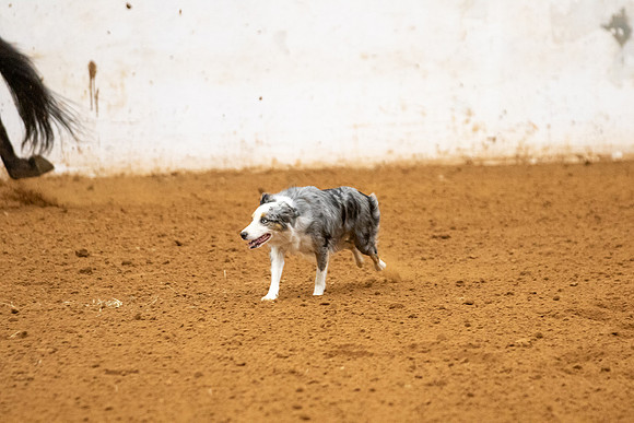 Mule&FuturityR2-193