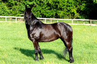 MareForSale-9366