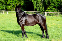 MareForSale-9390