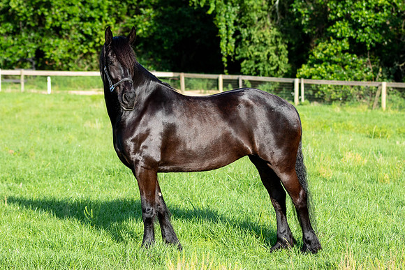 MareForSale-9390