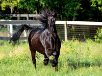 MareForSale-9517