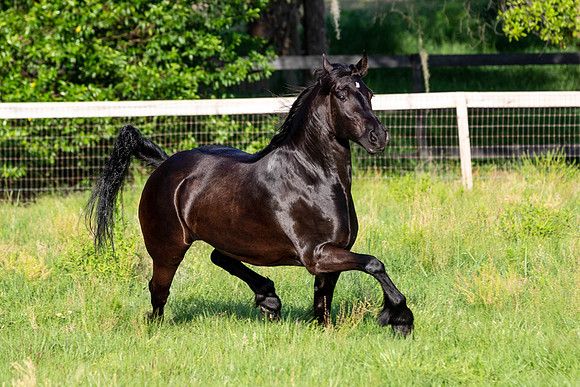 MareForSale-9637