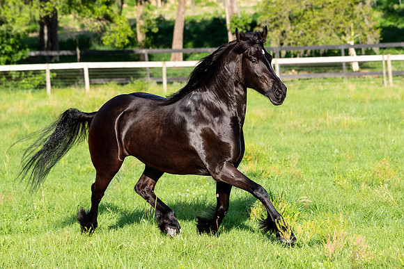 MareForSale-9711