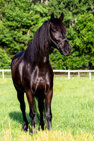 MareForSale-9429