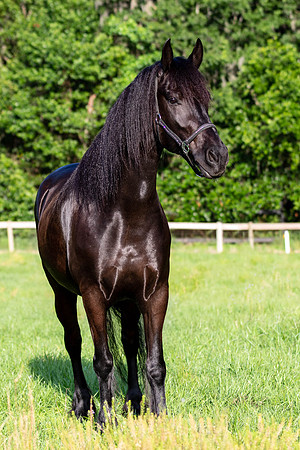 MareForSale-9429