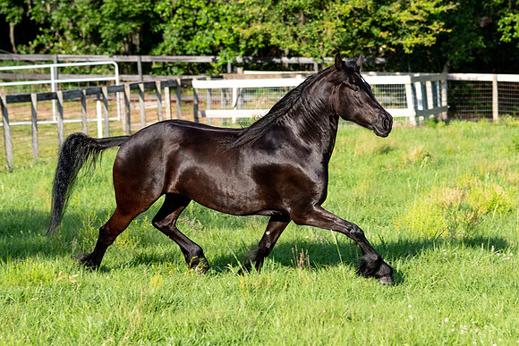 MareForSale-9704
