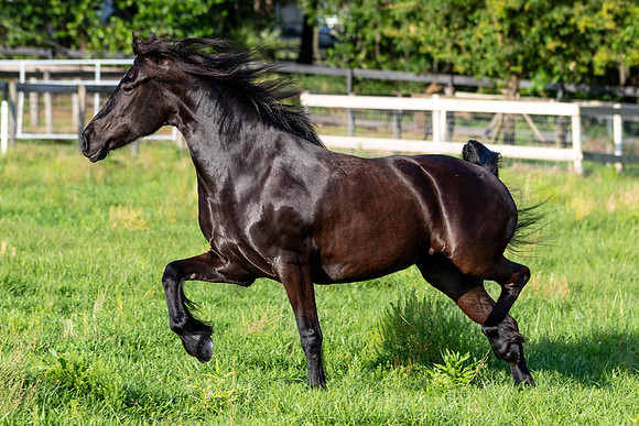MareForSale-9528