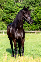 MareForSale-9433