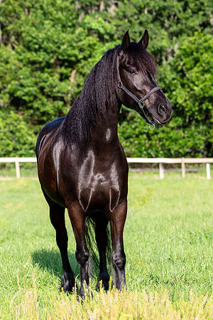 MareForSale-9433