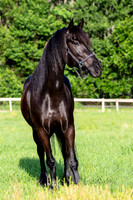 MareForSale-9418