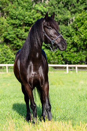 MareForSale-9418