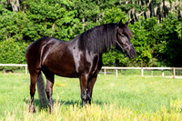 MareForSale-9411