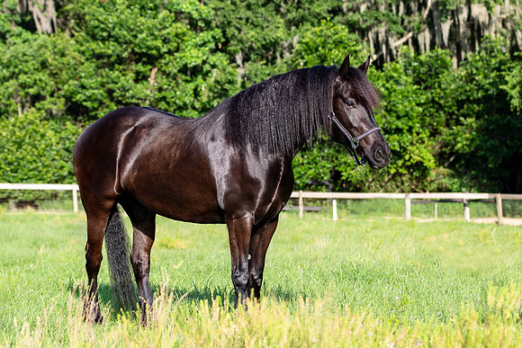MareForSale-9411
