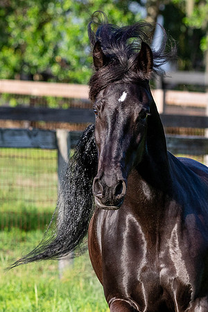 MareForSale-9593