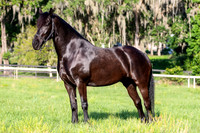 MareForSale-9460