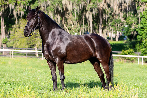 MareForSale-9460