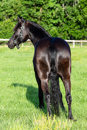 MareForSale-9442