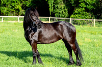 MareForSale-9399
