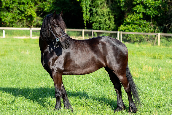 MareForSale-9399
