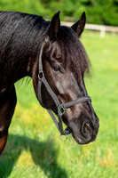 MareForSale-9484