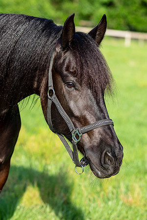 MareForSale-9484