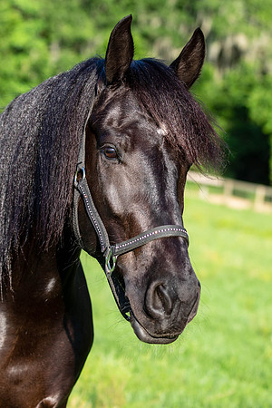 MareForSale-9491