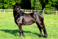 MareForSale-9396