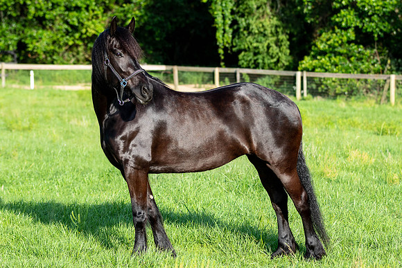 MareForSale-9396
