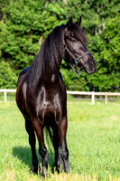 MareForSale-9424