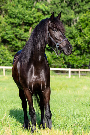 MareForSale-9424
