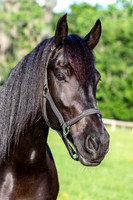 MareForSale-9495