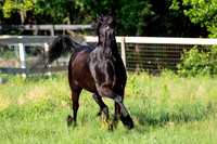 MareForSale-9518