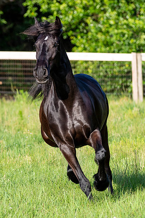 MareForSale-9522