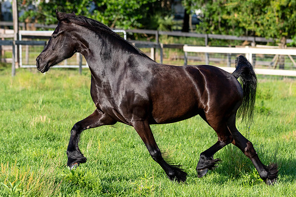 MareForSale-9529