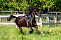 MareForSale-9515