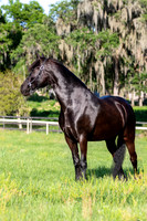 MareForSale-9451