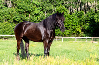 MareForSale-9409