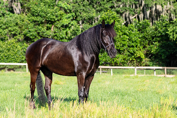 MareForSale-9409