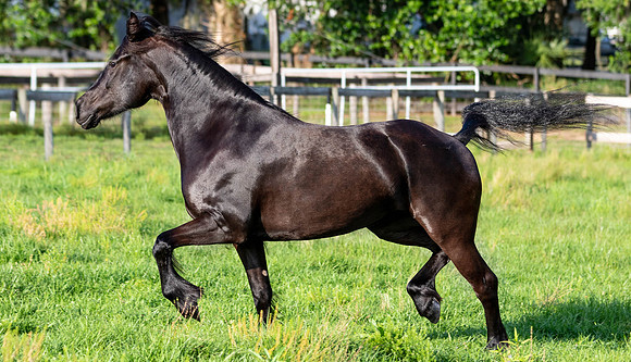MareForSale-9530