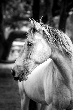 IMG_4263