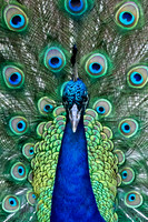 Nature/Wildlife