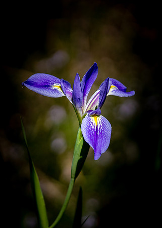 IMG_4383NEW