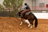 Mustang-1281