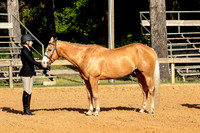 33. Hunter Type Mares & Geldings, 14.2h & under
