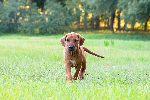 2024Puppies-127