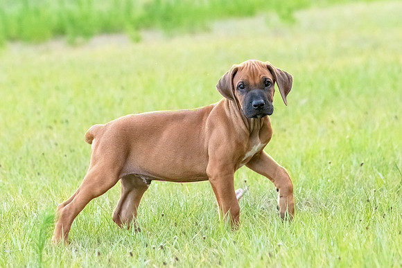 2024Puppies-54