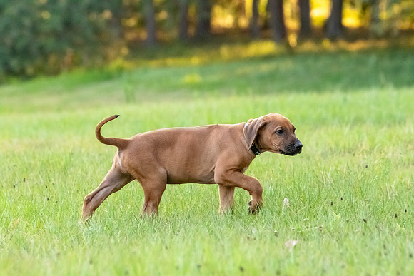 2024Puppies-104