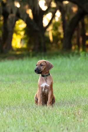 2024Puppies-101